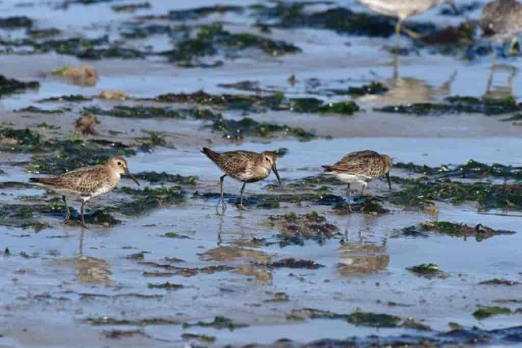 Calidris alpina