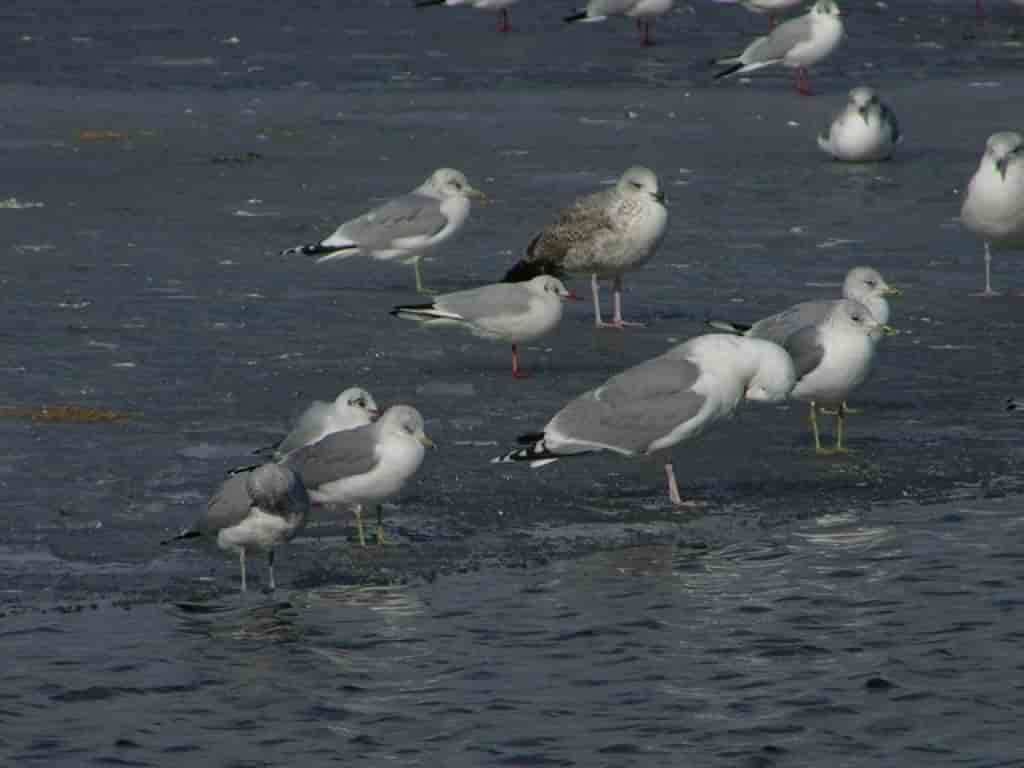 Laridae