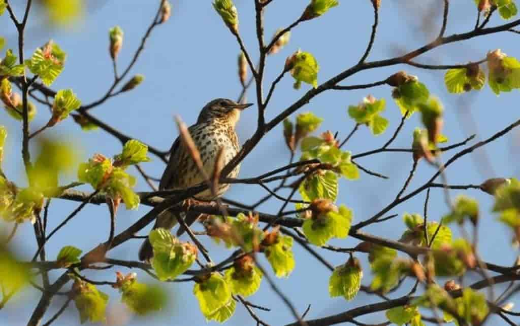 Turdus philomelos