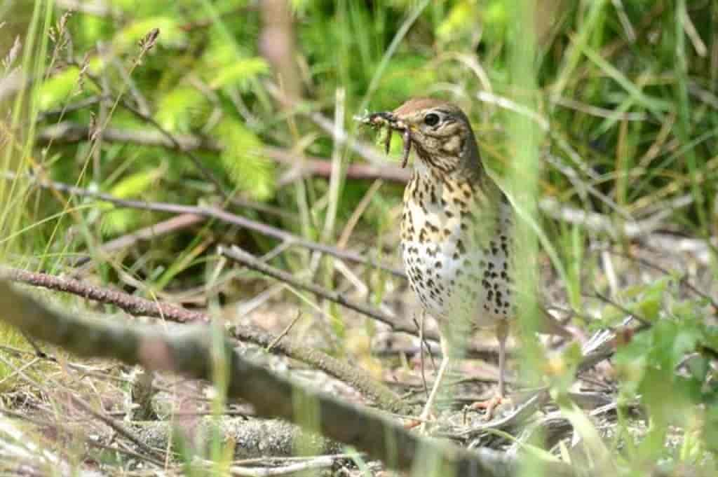 Turdus philomelos