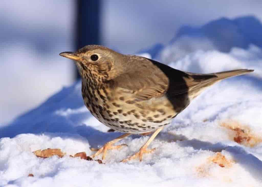 Turdus philomelos