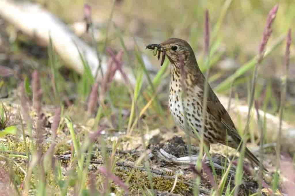 Turdus philomelos