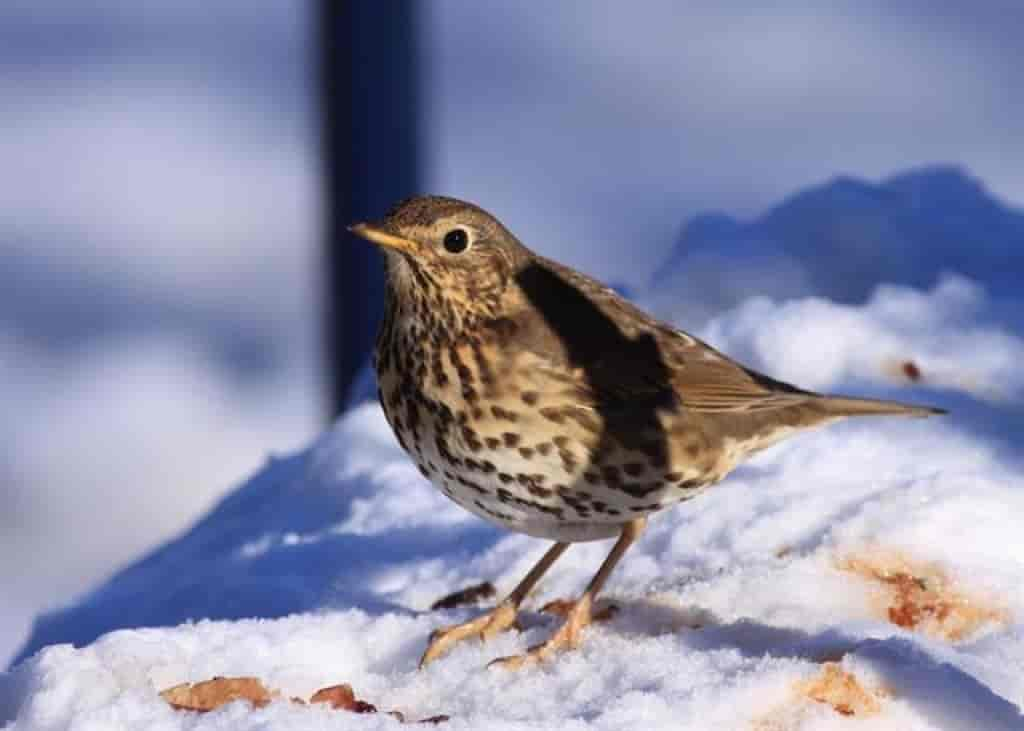 Turdus philomelos