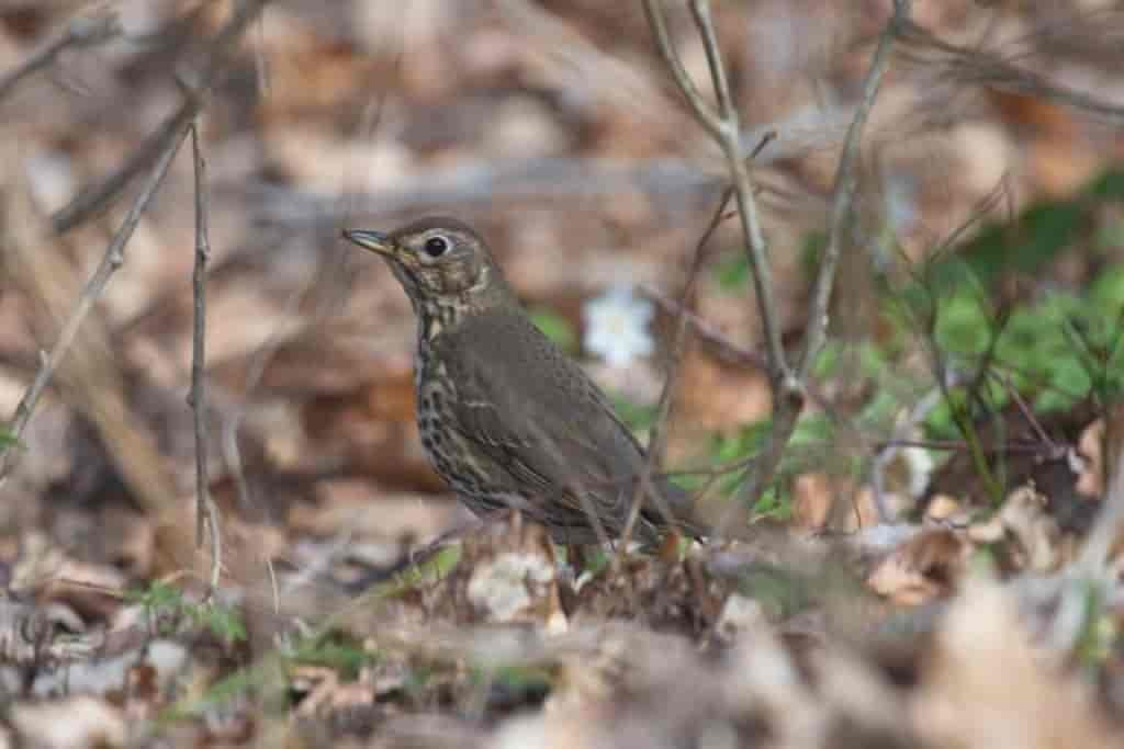 Turdus philomelos