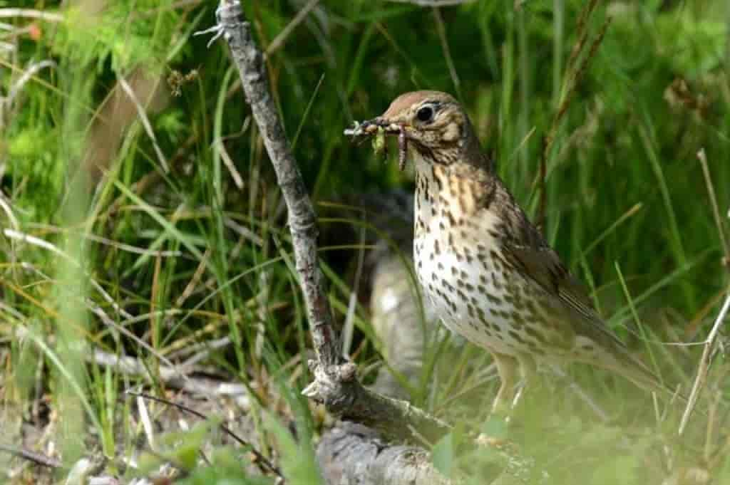 Turdus philomelos