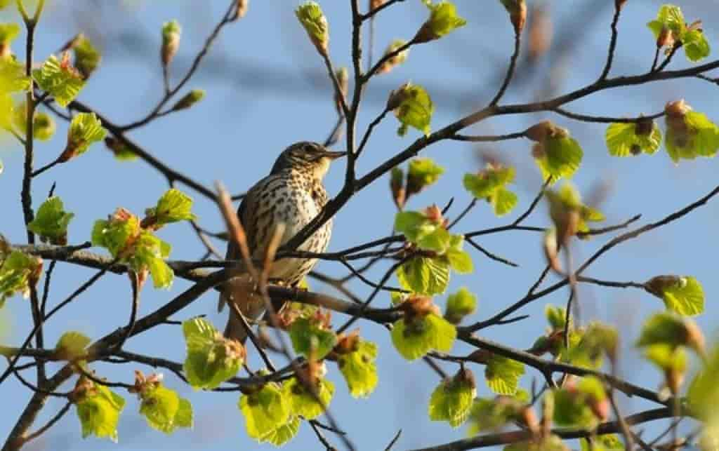 Turdus philomelos