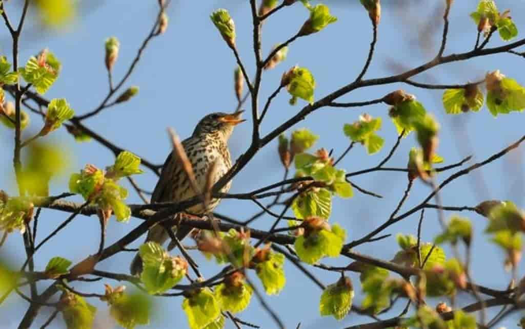 Turdus philomelos