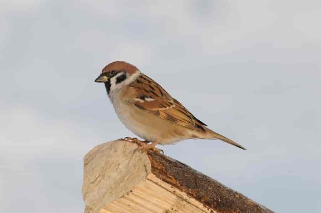 Passer montanus