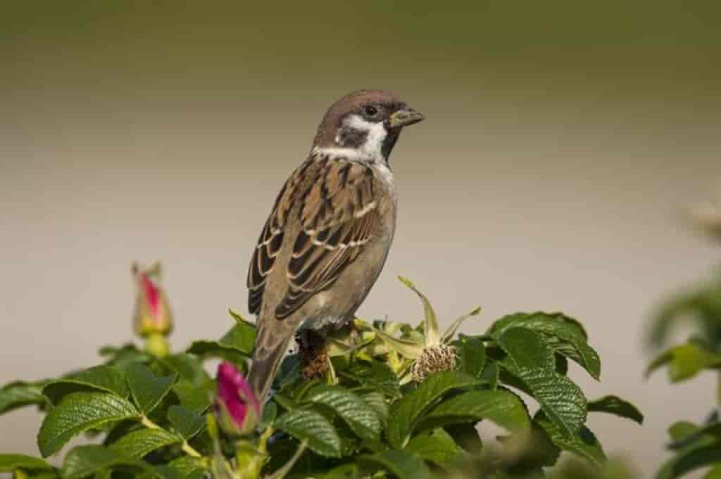 Passer montanus