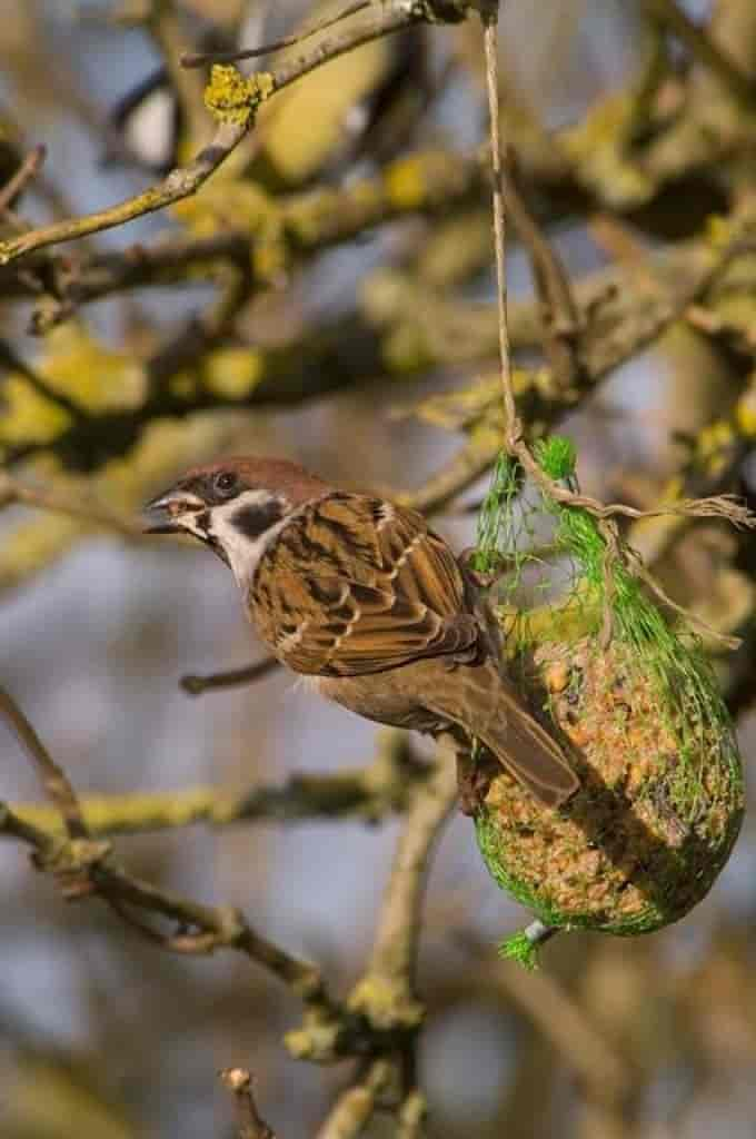 Passer montanus