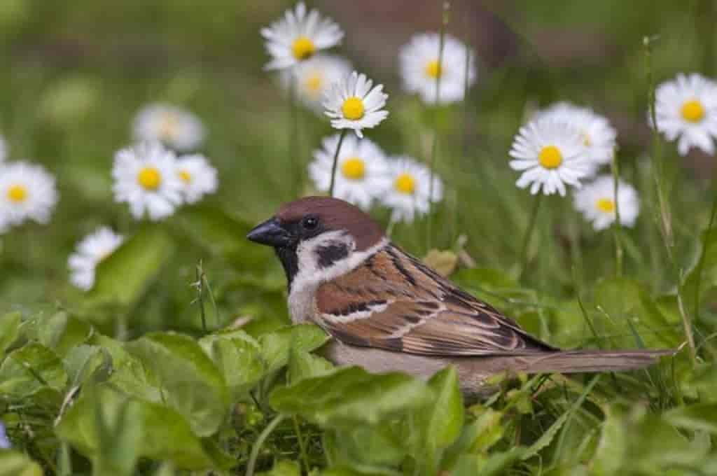 Passer montanus