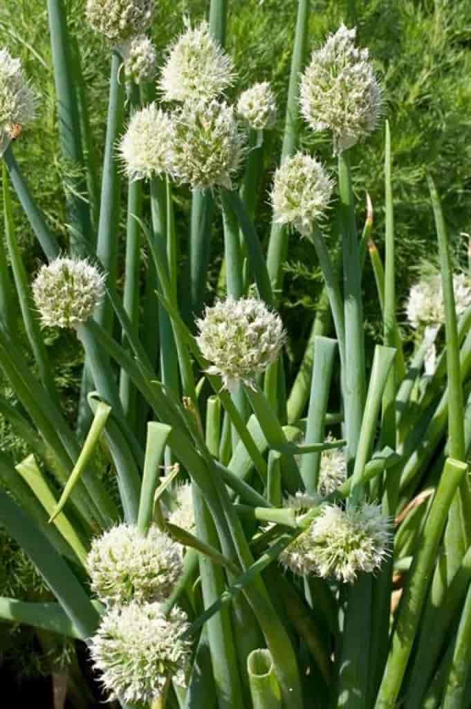 Allium fistulosum