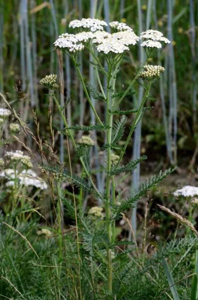 Achillea millefolium