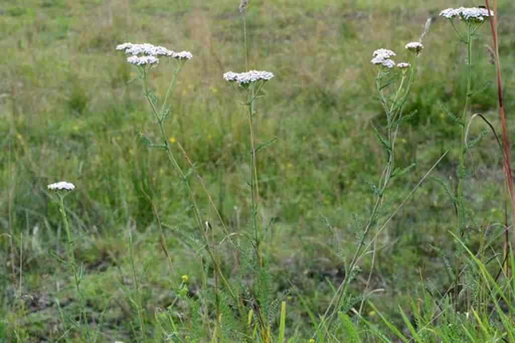 Achillea millefolium