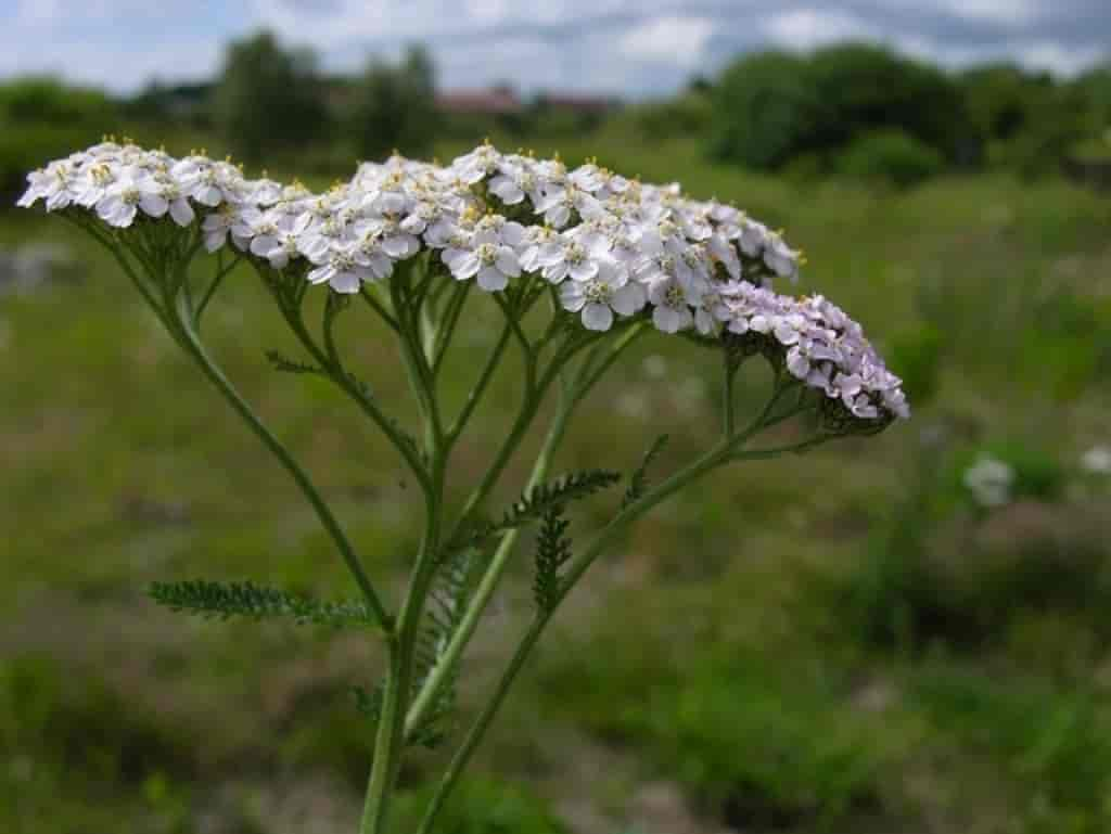 Achillea millefolium