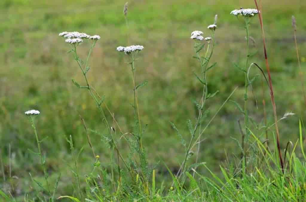 Achillea millefolium