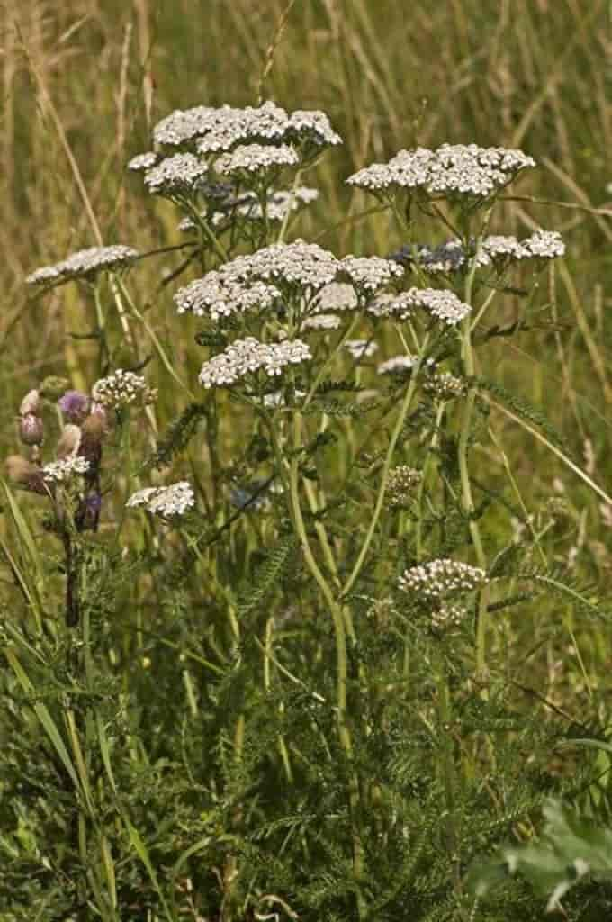 Achillea millefolium