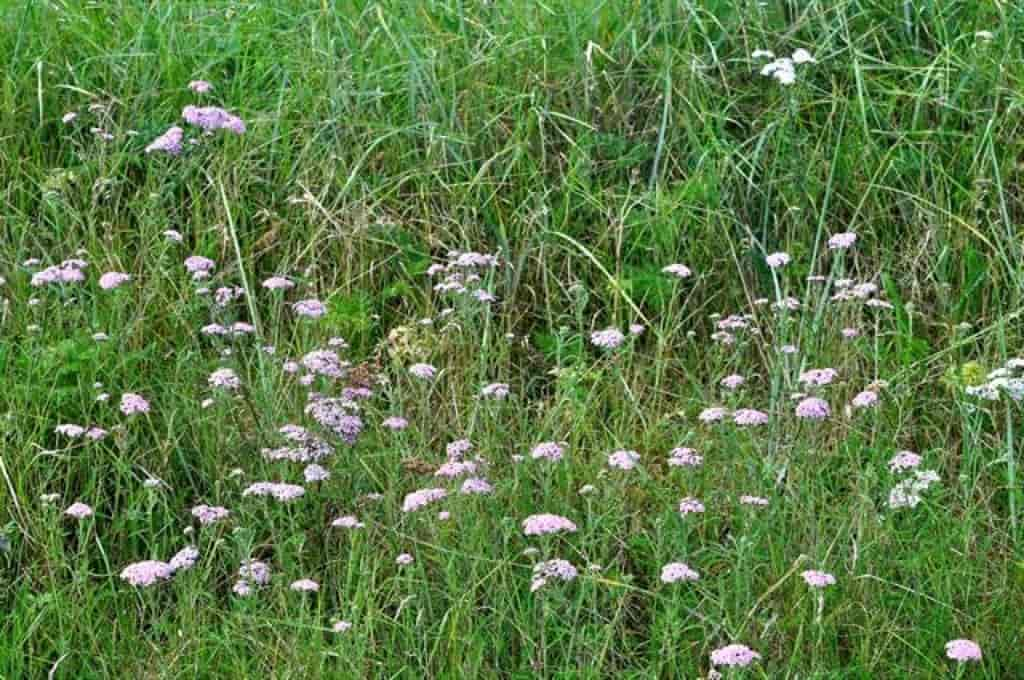 Achillea millefolium