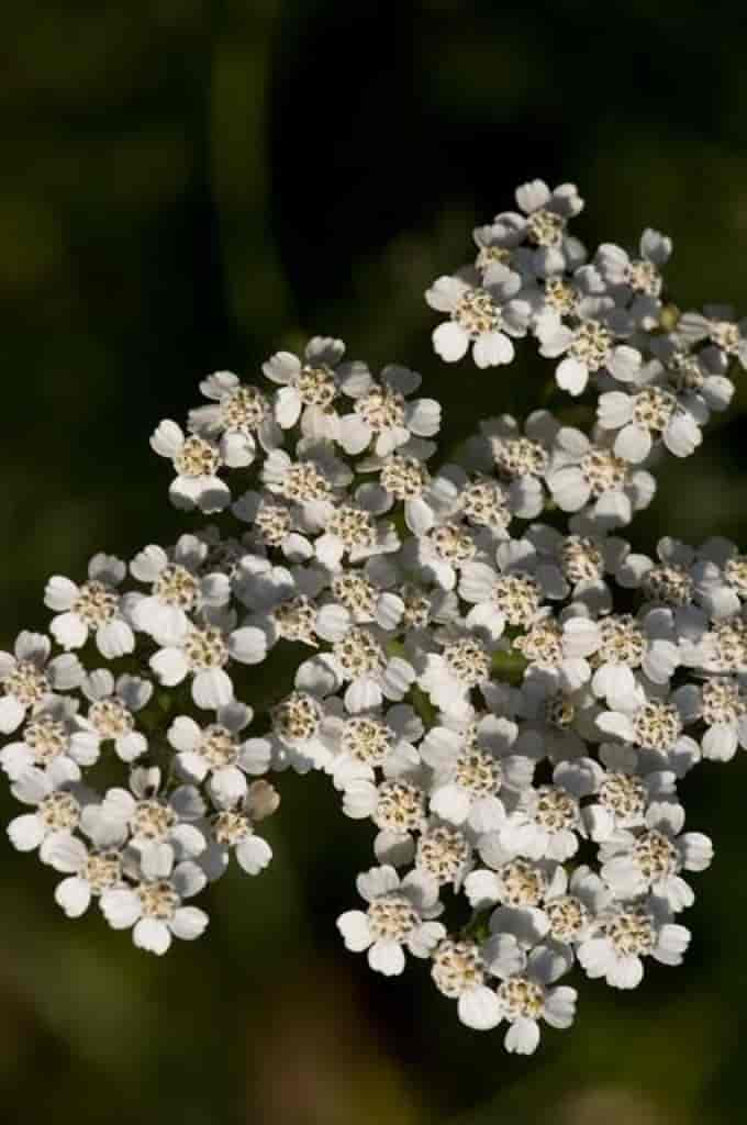 Achillea millefolium