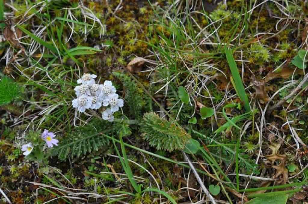 Achillea millefolium