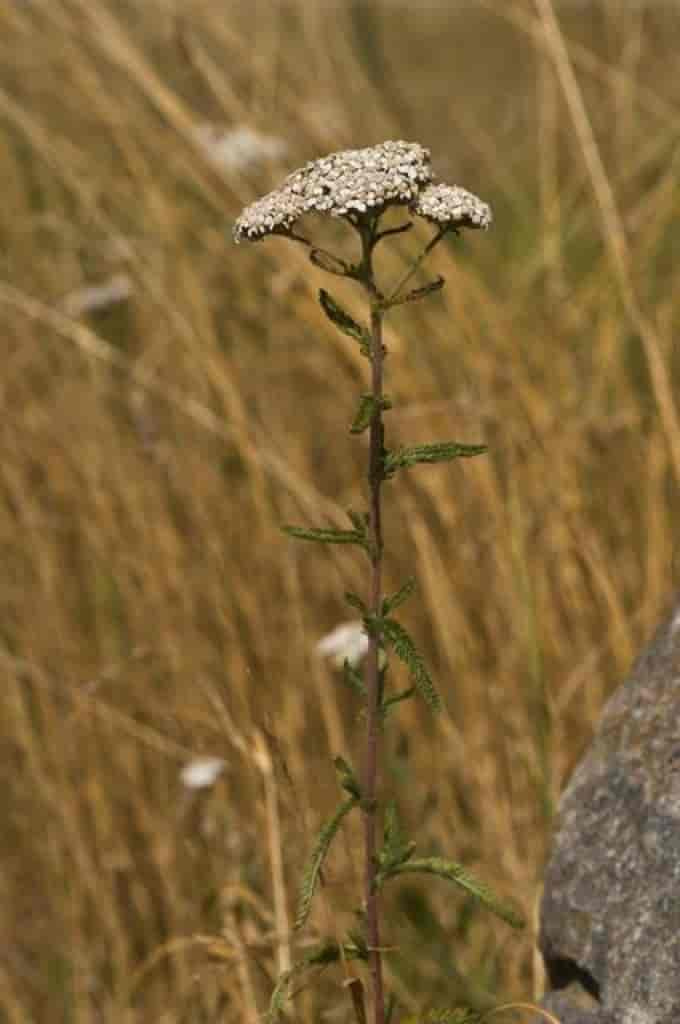 Achillea millefolium