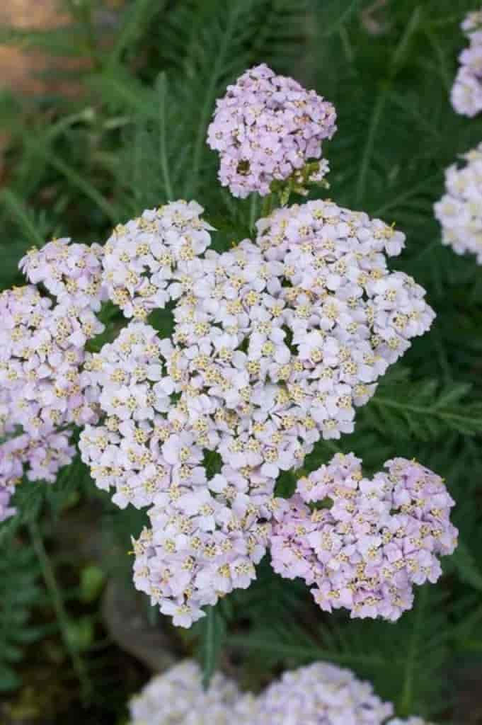 Achillea millefolium ssp. alpestris