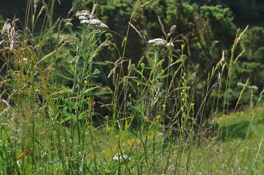 Achillea millefolium