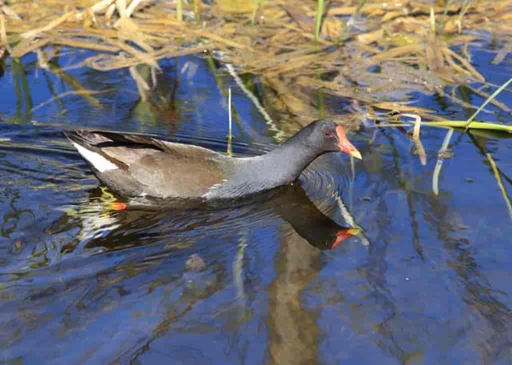 Gallinula chloropus