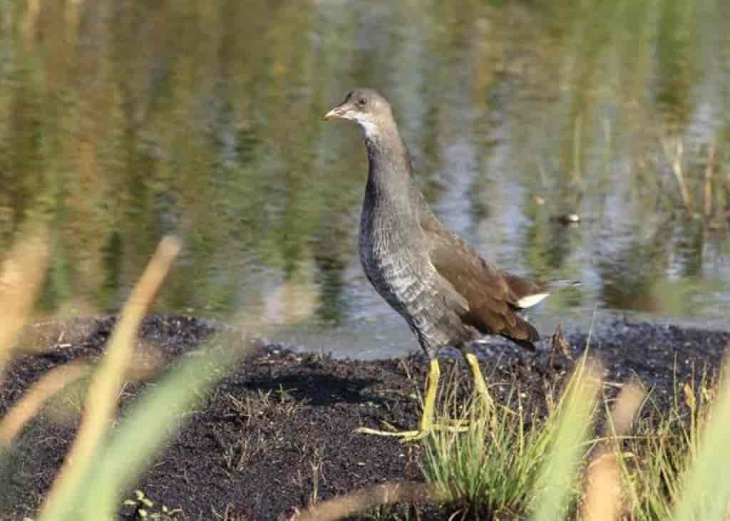 Gallinula chloropus