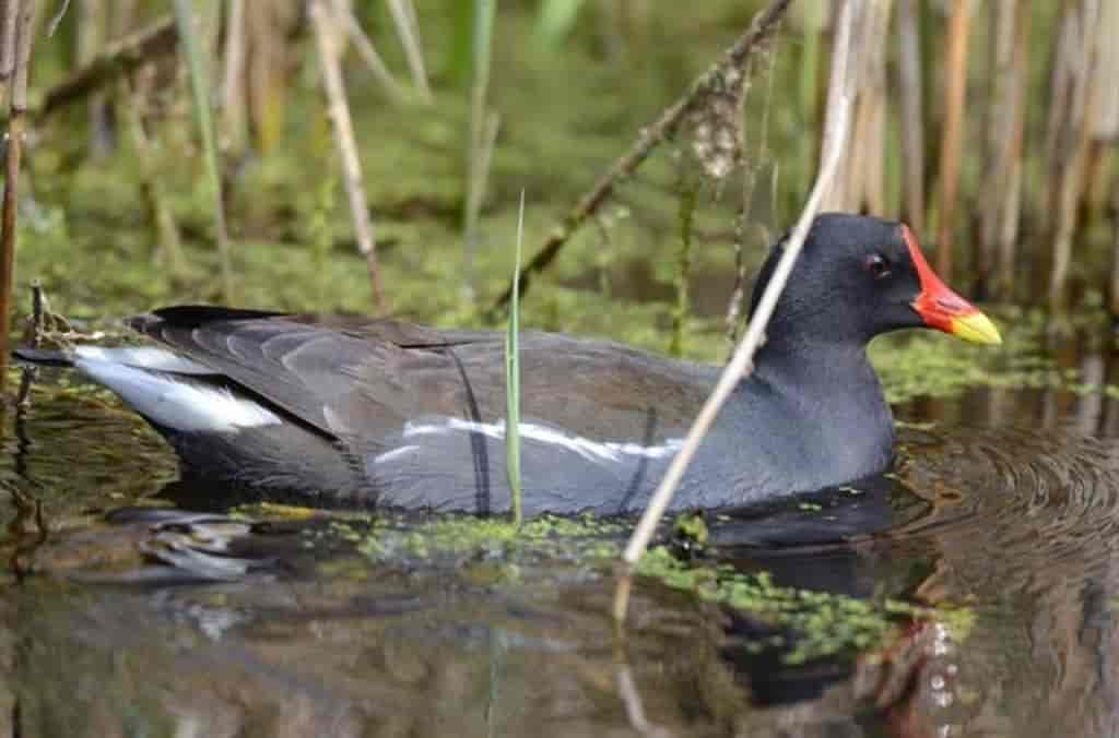 Gallinula chloropus