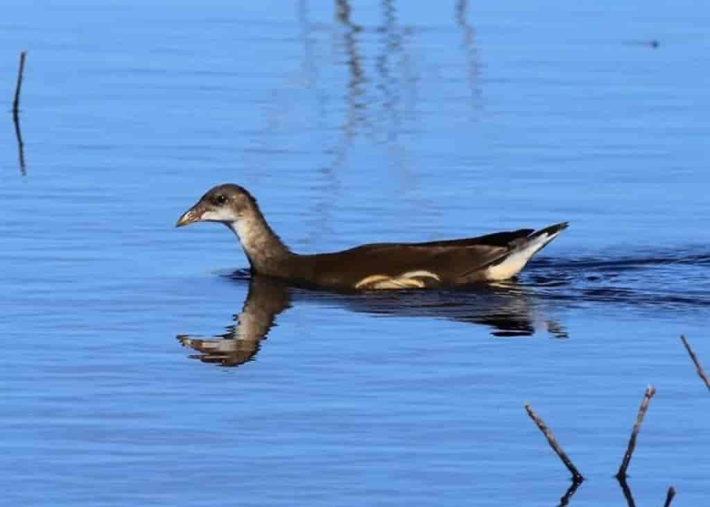 Gallinula chloropus