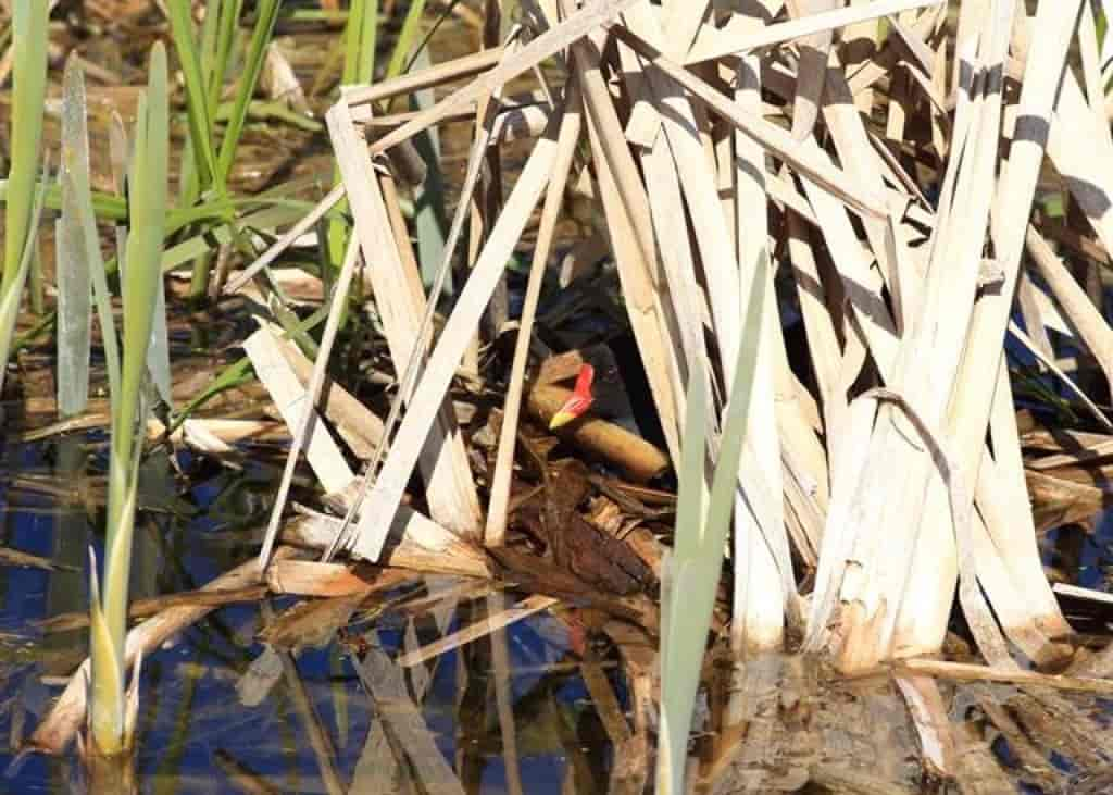 Gallinula chloropus