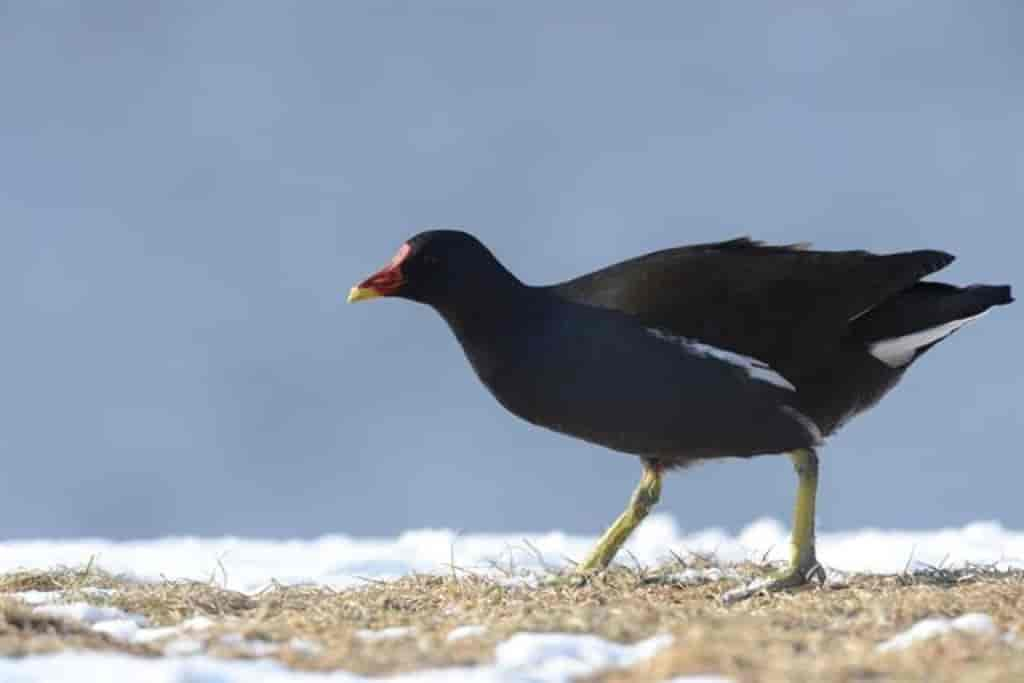 Gallinula chloropus