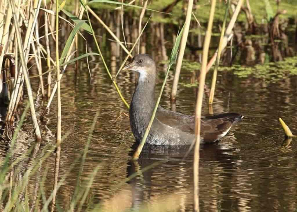 Gallinula chloropus