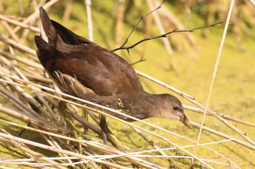 Gallinula chloropus