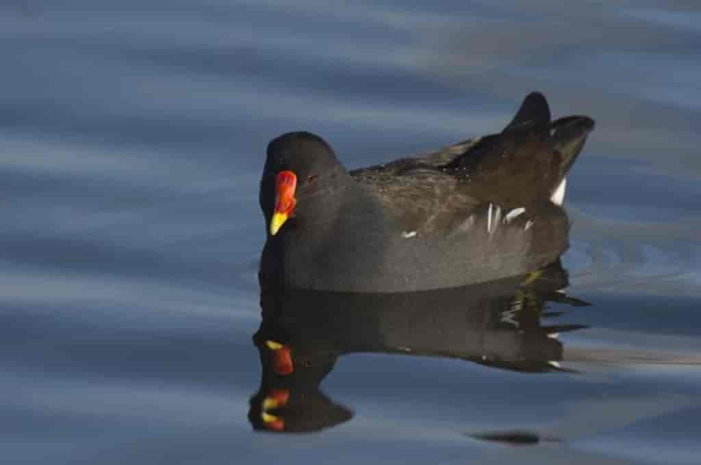 Gallinula chloropus