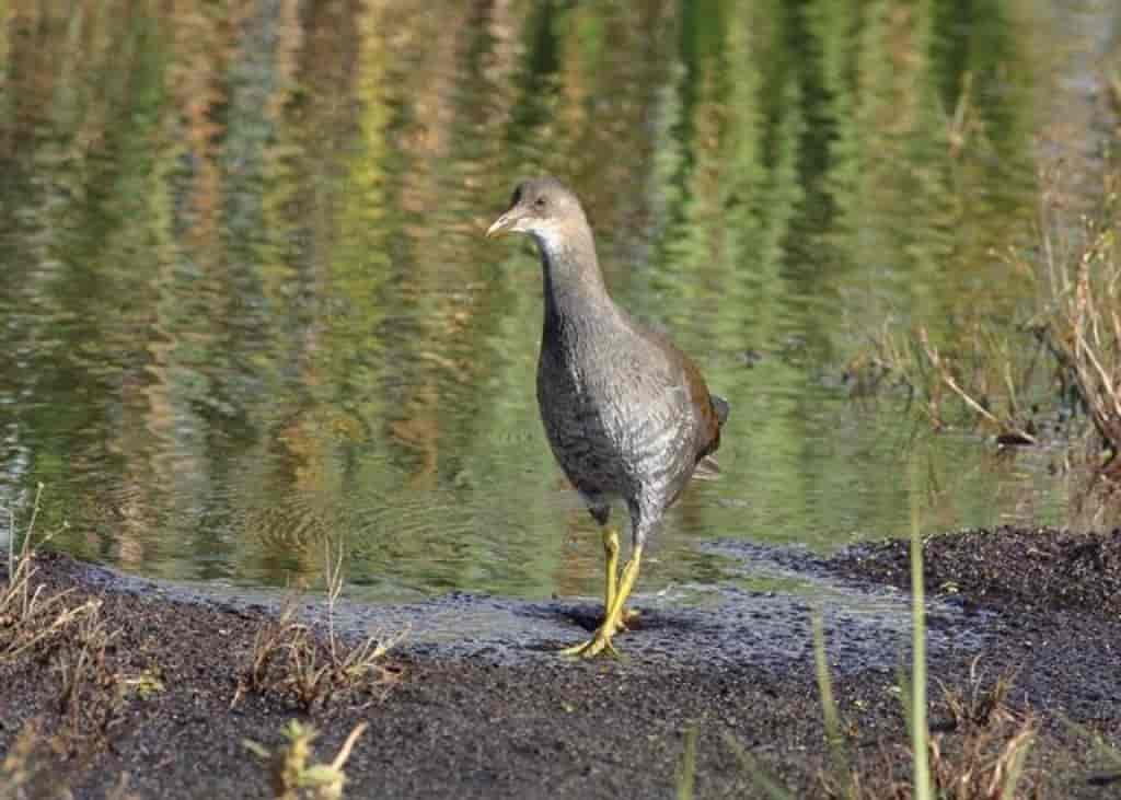 Gallinula chloropus