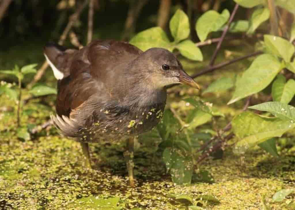 Gallinula chloropus