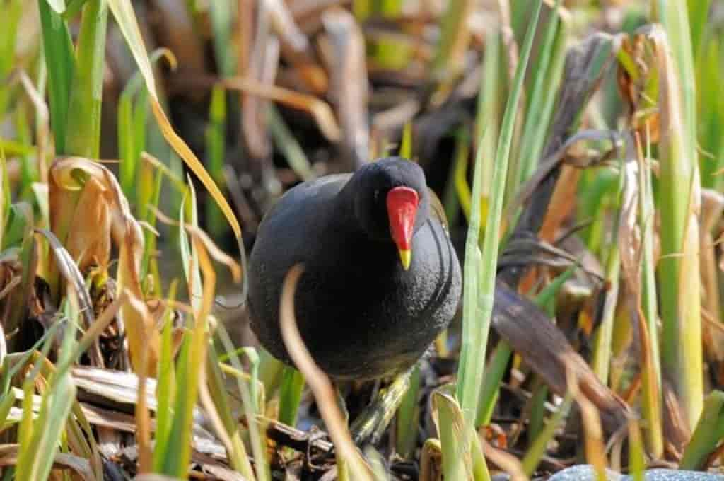 Gallinula chloropus