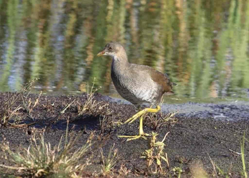 Gallinula chloropus