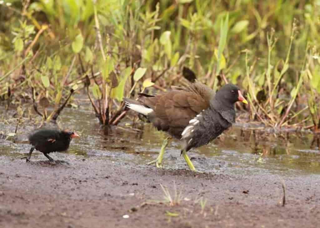 Gallinula chloropus