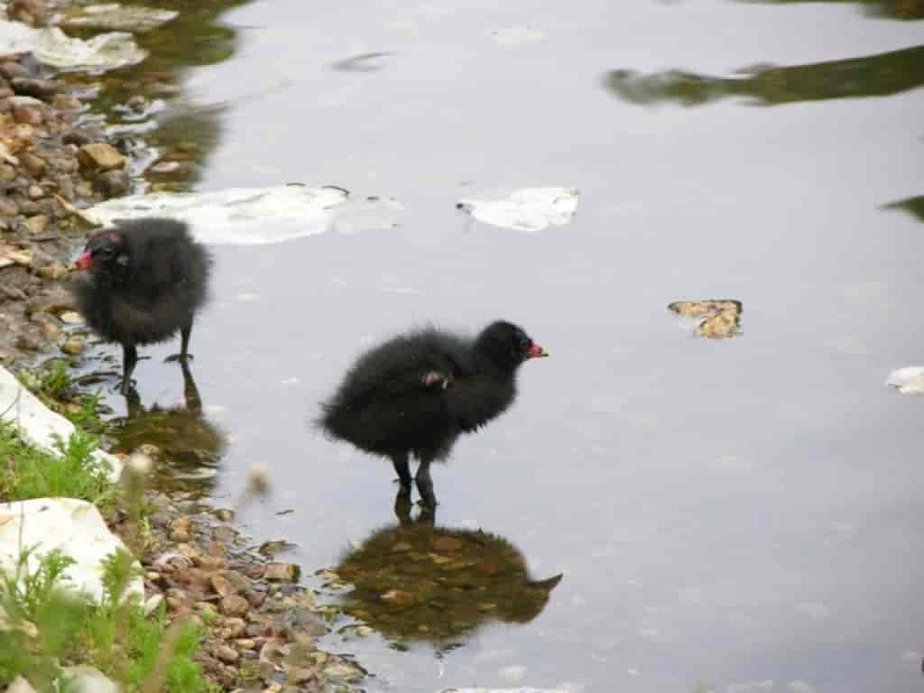 Gallinula chloropus