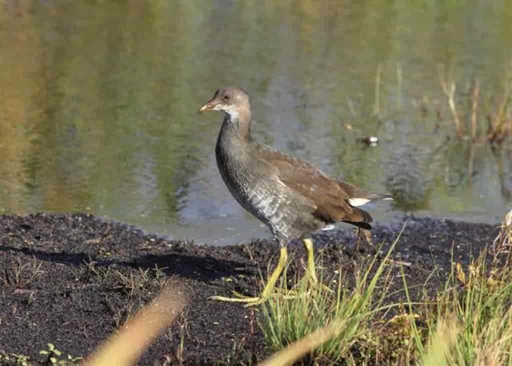 Gallinula chloropus