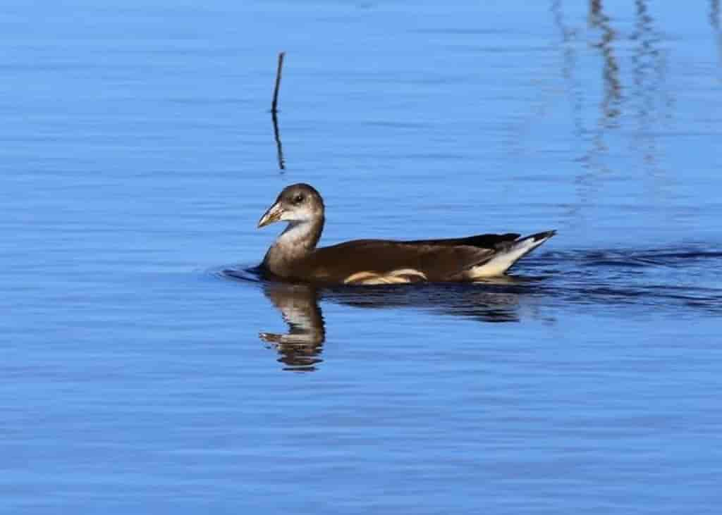 Gallinula chloropus