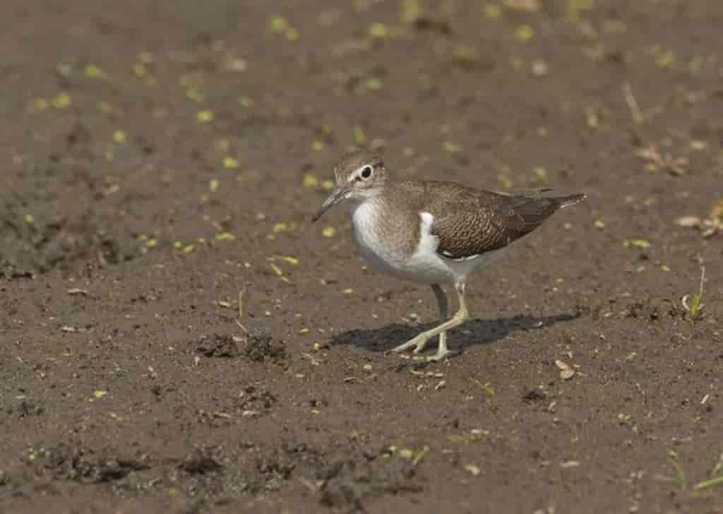 Actitis hypoleucos