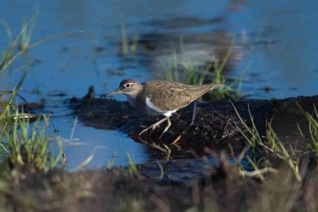 Actitis hypoleucos