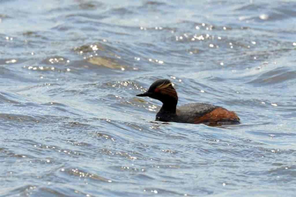 Podiceps nigricollis