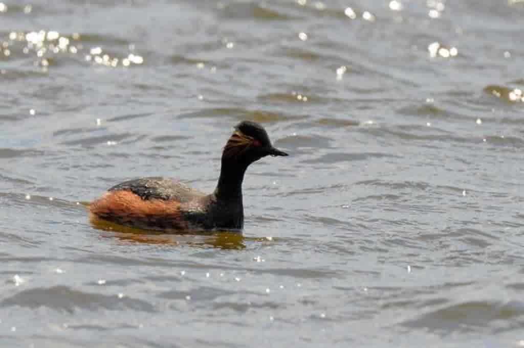 Podiceps nigricollis