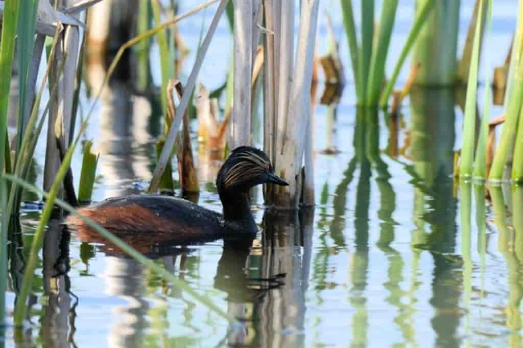 Podiceps nigricollis