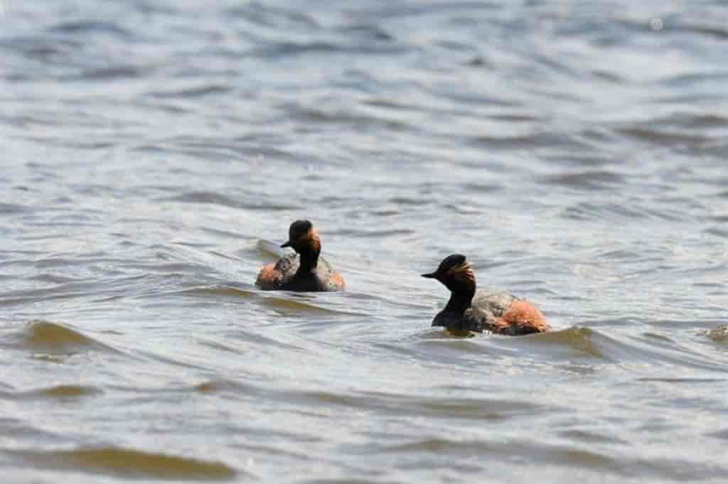 Podiceps nigricollis